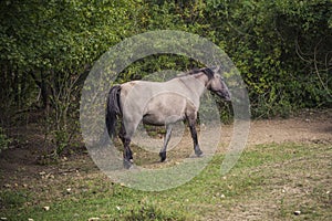 wild horses hide in the forest