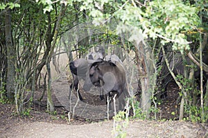 wild horses hide in the forest