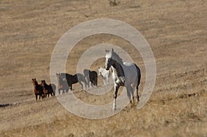 Wild horses in high mountain desert