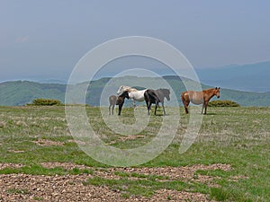 Wild horses in the mountains.