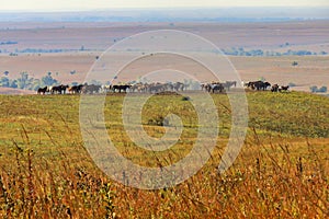 Wild horses on hill in morning sunlight