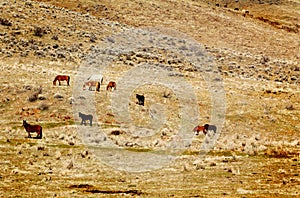 Wild Horses on Hillside