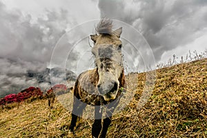 Wild horses in Himalaya, Nepal