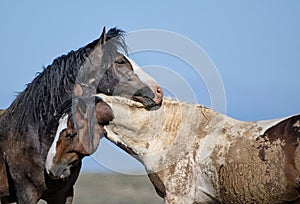 Wild horses hugging in McCullough Peaks Area in cody, Wyoming with blue sky