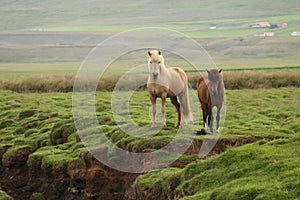 Wild horses in Iceland