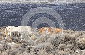 Wild Horses in the Idaho Desert in Winter