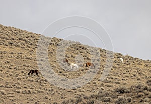 Wild Horses in the Idaho Desert in Winter