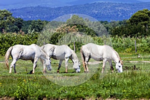 Wild horses, Italy