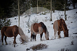 Wild horses of kananaskis