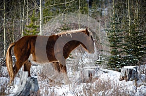 Wild horses of kananaskis