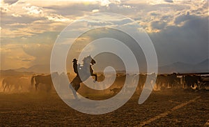 Wild horses at kayseri