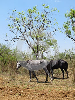 Wild horses, kimberley, western australia