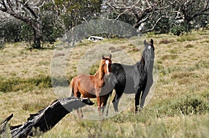 Wild horses known as Brumbies alerted to approaching danger