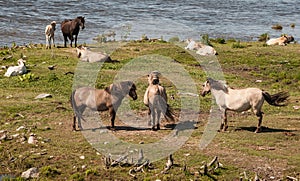 Wild horses at lake Engure in summer day, Latvia