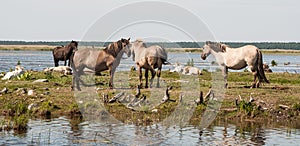 Wild horses at lake Engure in summer day, Latvia