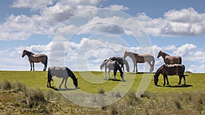 Wild horses large grazers photo