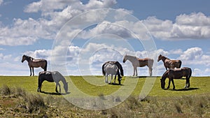 Wild horses large grazers photo