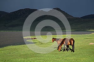 Wild horses, Lesotho, southern Africa