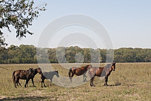 Wild Horses at Letea