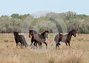 Wild Horses in Letea Forest, Romania