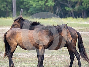 Wild horses in the Letea forest, Romania