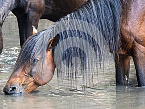 Wild horses in the Letea forest, Romania