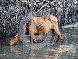 Wild horses in the Letea forest, Romania