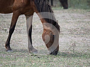 Wild horses in the Letea forest, Romania