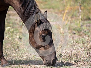 Wild horses in the Letea forest, Romania