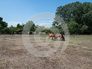 Wild horses in the Letea forest, Romania