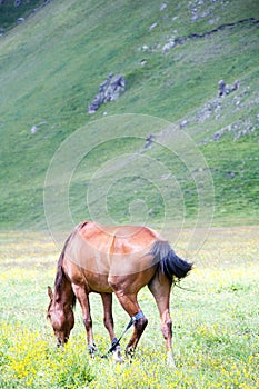 Wild horses like mustangs graze on clean alpine meadows a warm summer evening