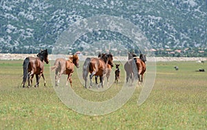 Wild horses living in the mountains