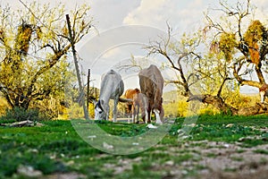 Wild Horses Located on the Pima-Maricopa Indian Reservation Land by the Lower Salt River in Arizona