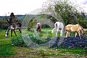 Wild Horses Located on the Pima-Maricopa Indian Reservation Land by the Lower Salt River in Arizona