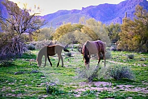 Wild Horses Located on the Pima-Maricopa Indian Reservation Land by the Lower Salt River in Arizona