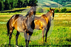 Wild horses looking at camera on hillside