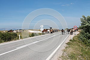 Wild horses on the main road near Livno