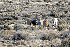 Wild horses on Malheur National Wildlife Refuge photo