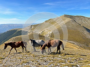 Wild horses in the Marche apennine, Italy photo