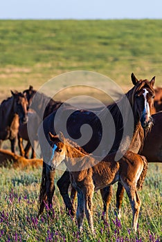 Wild horses, mare and foal in wild life