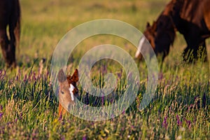 Wild horses, mare and foal in wild life