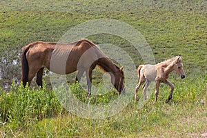 Wild horses: a mare and a newborn foal