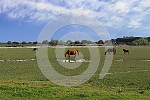 Wild horses in the Marismas village of El RocÃÂ­o, Andalusia in the South West of Spain photo