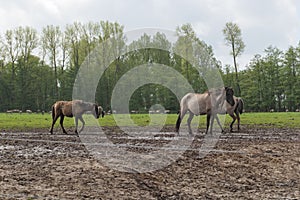 Wild horses on a meadow in the german muensterland