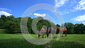 Wild Horses on the meadow. Green grass and beautiful animals. Stallions galloping Wild nature concept. Horses graze in