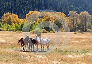 Wild Horses in Medicine Bow Wyoming