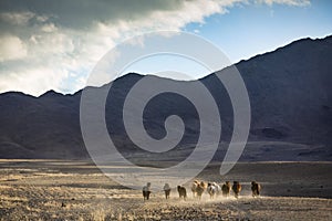 Wild horses in a mongolian landscape