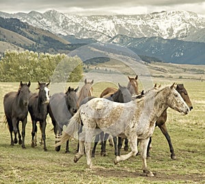 Wild horses on Montana range
