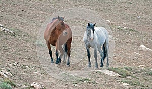 Wild Horses in Montana USA - Bay stallion and Blue Roan mare in the Pryor Mountains Wild Horse Range