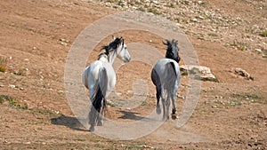 Wild Horses in Montana US - Apricot Dun Pale White Buckskin stallion and Gray Grulla mare in the Pryor Mountains Wild Horse Range
